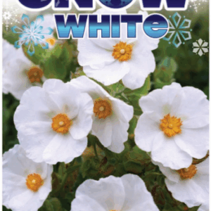Cistus ‘Snow White’