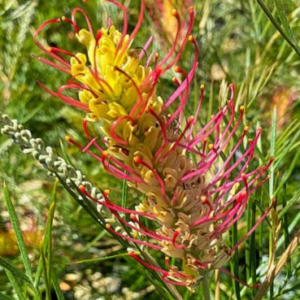 GREVILLEA (GR28) PBR 'Outback Sunrise'