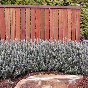 TEUCRIUM 'Silver Box'