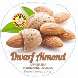ALMOND Dwarf Self Pollinating