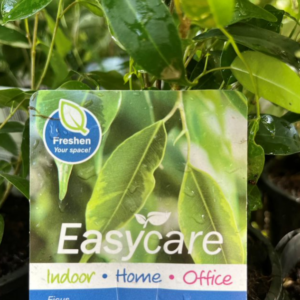 FICUS benjamina exotica (Weeping Fig)