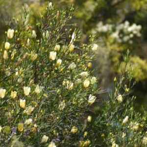 Alyogyne hakeifolia 'Elle Maree'