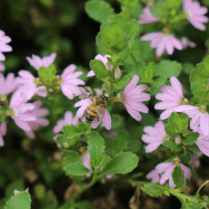Scaevola spp. 'Pink Fusion'