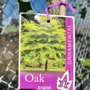 QUERCUS robur (English Oak)