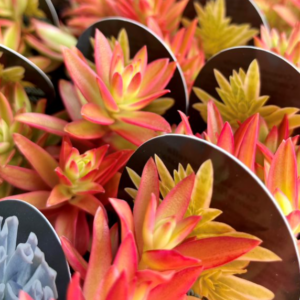 SUCCULENT Varieties