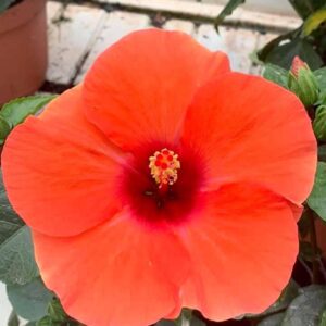 HIBISCUS 'Adonicus Orange'