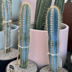 PILOSOCEREUS azureus