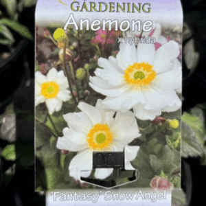 ANEMONE 'Snow Angel'