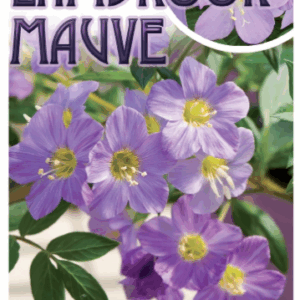 Polemonium ‘Lambrook Mauve’