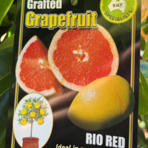 CITRUS Grapefruit 'Rio Red'