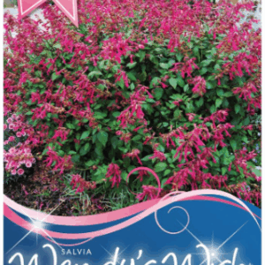 SALVIA 'Wendys Wish'