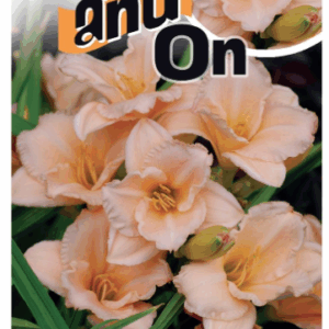 HEMEROCALLIS 'On and On' (Daylily)