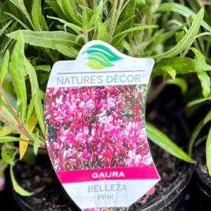 GAURA 'Belleza Pink'