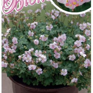 Geranium ‘Biokovo’