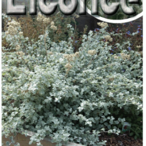 HELICHRYSUM 'Licorice'