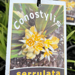 CONOSTYLIS serrulata