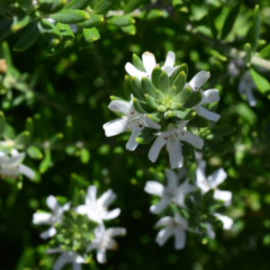 WESTRINGIA fruticosa Varieties (Coastal Rosemary)