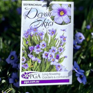 SISYRINCHIUM 'Devon Skies'