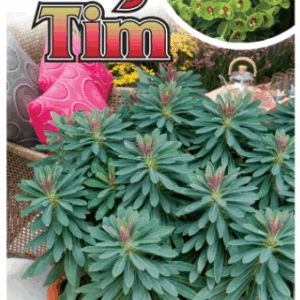 EUPHORBIA 'Tiny Tim'