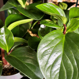 PEPEROMIA 'Red Canyon'