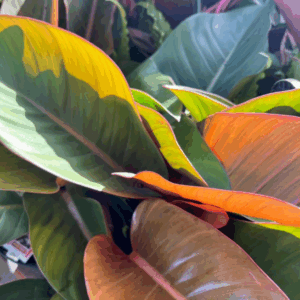 PHILODENDRON 'Rojo Congo’ POT