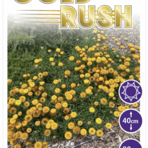 BRACTEANTHA 'Gold Rush'