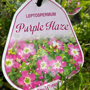 LEPTOSPERMUM 'Purple Haze'