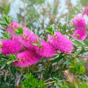 CALLISTEMON 'Purple Splendour'