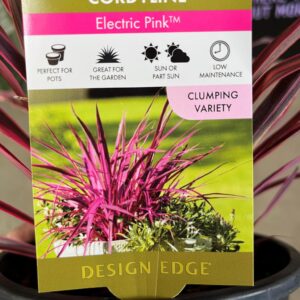 CORDYLINE 'Electric Pink'