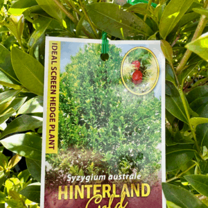 SYZYGIUM 'Hinterland Gold' (Lilly Pilly)