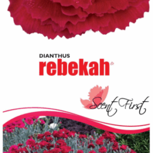 DIANTHUS 'Rebekah'