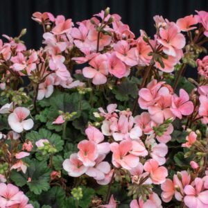 PELARGONIUM Species