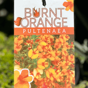 PULTENAEA pedunculata 'Burnt Orange'