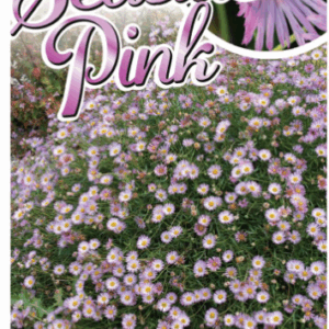 ERIGERON karvinskianus 'Seaside Pink'