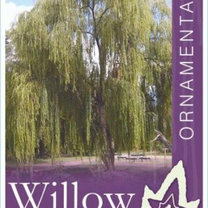 SALIX babylonica (Weeping Willow)