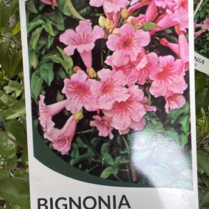 BIGONIA Tecoma Pink