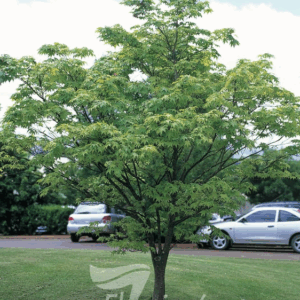 ACER palmatum 'Osakazuki'