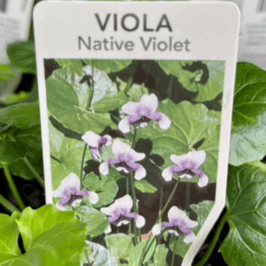 VIOLA hederacea (Native Violet)