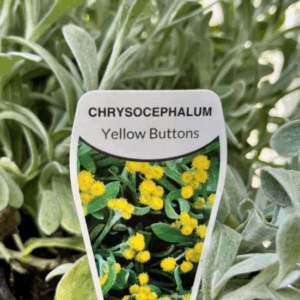 CHRYSOCEPHALUM ramosissimum 'Yellow Buttons'