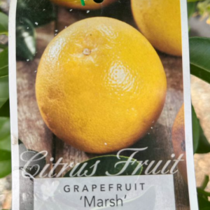 CITRUS Grapefruit 'Marsh'