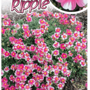 HELIANTHEMUM 'Raspberry Ripple'