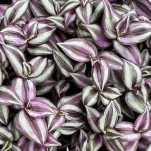 TRADESCANTIA zebrina 'Purple Highway'