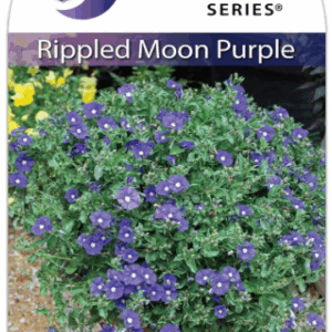 CONVOLVULUS 'Purple Rippled Moon'