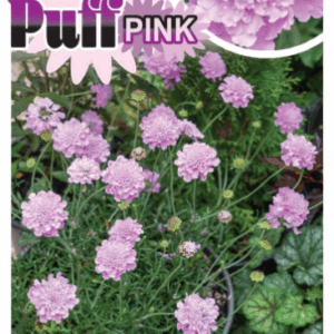 SCABIOSA 'Powder Puff Pink'