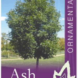 FRAXINUS pennsylvanica 'Cimmzam' Cimmaron