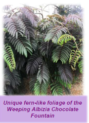 ALBIZIA 'Chocolate Fountain' (Weeping Albizia)