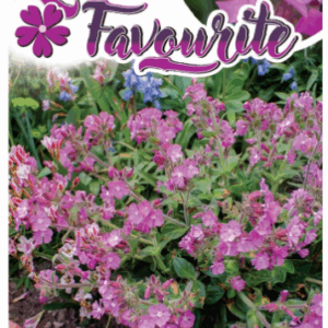 Silene ‘Rollie's Favourite’