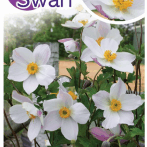 ANEMONE 'Dainty Swan'