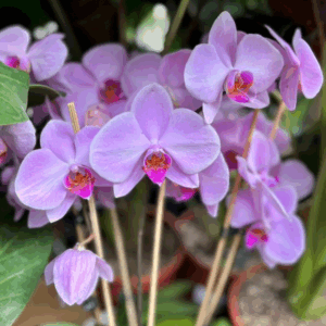 PHALAENOPSIS (Orchids)