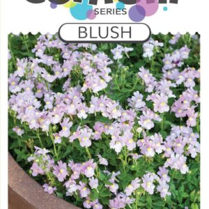 NEMESIA ‘Confetti Blush’